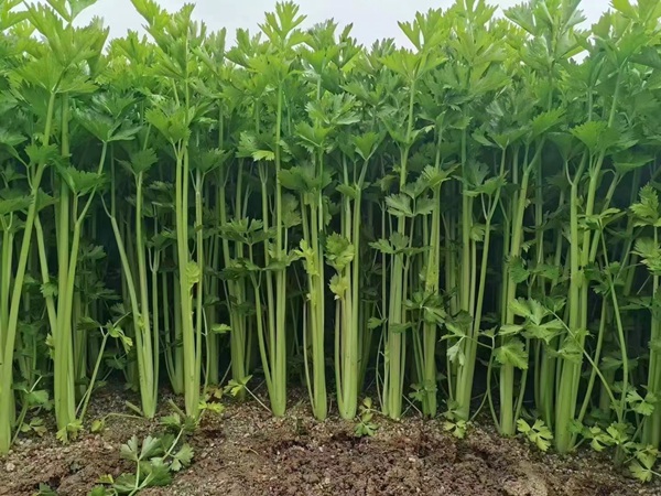 芹菜