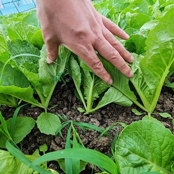 毛白菜 (9).jpg