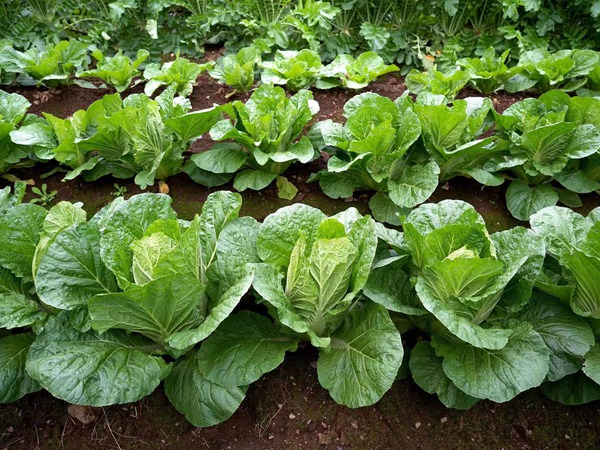 大白菜 (10).jpg